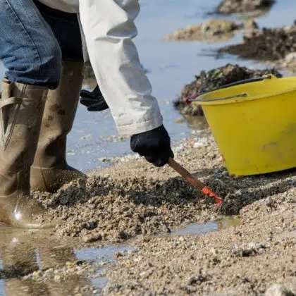 ADO peche a pied bretignolles sur mer 1